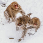 A trio of Japanese Macaques start to brawl in the snow, with two then ganging up on the offending monkey, bringing him crashing to the ground (image by Virginia Wilde)