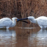 'Left a bit, up a bit...' Grooming can be a cumbersome activity when you're a Eurasian Spoonbill; there's only so much fine detail work you can do when your beak resembles a paddle (image by Virginia Wilde)