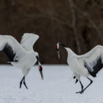 Cranes bow, arch and leap five feet in the air. It is a masterclass in avian elegance - breathtaking to watch (image by Virginia Wilde)
