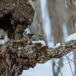 A Ural Owl opens its eyes for a brief moment to peer out from its roost and glance out at the snowy woods, before returning to sleep in Hokkaido (image by Virginia Wilde)