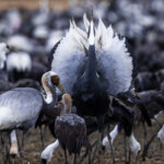 The stunning denouement of a White-naped Crane's courtship dance is this circle made of wing feathers. Around half of the world's White-naped Cranes winter in the flooded rice fields of Arasaki, Kyushu (image by Virginia Wilde)