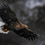 A White-tailed Eagle soars in heavy snow off the coast of Rausu, Japan. White-tailed have been described as 'flying barn doors' - with broad, parallel wings and a short, distinctive tail, making it one of the most imposing birds of prey in the world (image by Virginia Wilde)