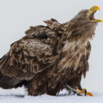 'Call of the Wild, Eagle-style.' This White-tailed Eagle shrieks at the sky, with a fish clasped between its talons in Rausu (image by Virginia Wilde)