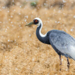 When it snowed this year in the crane wintering grounds of Arasaki, Japan, it really snowed. This White-naped Crane stalked over the rice fields as the snow fell down in heavy flakes (image by Virginia Wilde)