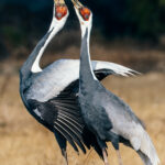 A pair of White-naped Cranes stand side-by-side, as one starts its courtship dance in the early evening light in the fields of Arasaki, Kyushu (image by Virginia Wilde)