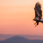 To see a magnificent eagle - such as this White-tailed - soaring against a sunrise sky daubed orange and pink, well, that's a feast for any eye (image by Virginia Wilde)