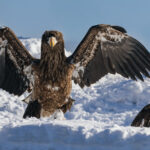 'Whatever's caught your eagle eye, has caught this bird's too!' Sometimes these imposing White-tailed Eagles somehow manage to look comical (image by Virginia Wilde)