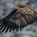 With their aerial displays as dynamic as any Air Force team, White-tailed Eagles often battle in the skies over fish. This eagle, in Rausu, Japan, gave a masterclass in soaring and swooping at speed (image by Virginia Wilde)