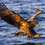 Action shot of a White-tailed Eagle swooping in on a fish, and talons on display - in the waters off the coast of Rausu, Hokkaido (image by Virginia Wilde)