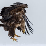 A White-tailed Eagle comes in to land; all talons and beak and wing. These acrobatic sea eagles are one of the true bird lords of the sky (image by Virginia Wilde)