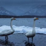 A pair of Whooper Swans wade towards the shore as snow begins to fall at Hokkaido's Lake Kussharo. The unusually warm winter temperatures, this particular year, meant that the lake remained unfrozen (image by Virginia Wilde)