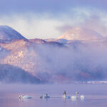 Whooper Swans swim together at first light, appearing in a state of swan reverie. Warm winter temperatures, this particular year, meant that Japan's Lake Kussharo - renowned for its wintering Whooper Swans - remained free of ice (image by Virginia Wilde)