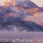 A flock of Whooper Swans swim at first light in Hokkaido's Lake Kussharo. Normally frozen at this time of year, the mild winter ensured that these deep waters remained ice-free (image by Virginia Wilde)