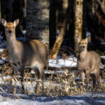 This Yezo Sika Deer doe and fawn almost melt into the shadows of the woods. This Hokkaido sub-species features some of the largest Sika Deer in the world, with males sporting some of the most impressive antlers (image by Virginia Wilde)