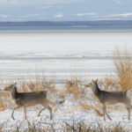 A pair of juvenile Yezo Sika Deer pad silently across the icy shallow waters along the Notsuke Peninsula, near Rausu, Hokkaido (image by Virginia Wilde)