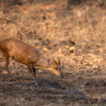 A male Barking Deer comes to the waterhole to drink (image by Bernd Rohrschneider)