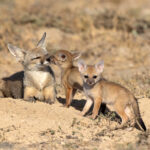 A Bengal Fox family at the den, the female and two pups, Little Rann of Kutch (image by Bernd Rohrschneider)