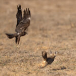The male Bengal Fox chases away a Marsh Harrier that came dangerously close to the cubs (image by Bernd Rohrschneider)
