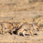 Adorable Bengal Fox pups playing, Little Rann of Kutch (image by Bernd Rohrschneider)