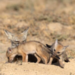 Adorable Bengal Fox pups playing and pulling its sibling by the tail, Little Rann of Kutch (image by Bernd Rohrschneider)