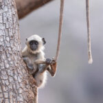 The young Bengal Sacred Langur pulls the monkey above him by the tail (image by Bernd Rohrschneider)