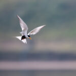 The Black-bellied Tern is another endangered bird that can be seen at the Chambal river (image by Bernd Rohrschneider)