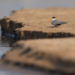 The rare Black-bellied Tern standing on a river bank, Chambal river (image by Bernd Rohrschneider)