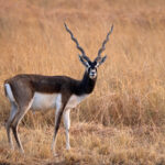 Elegant adult male Blackbuck, probably the winner of the beauty contest for antelopes (image by Bernd Rohrschneider)