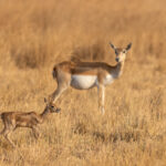 A newborn Blackbuck calf with his mother (image by Bernd Rohrschneider)