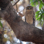 The Brown Fish Owl was another avian highlight at Tadoba (image by Bernd Rohrschneider)