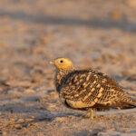 The beautiful Chestnut-bellied Sandgrouse, here a female, can be seen regularly at the Little Rann of Kutch (image by Bernd Rohrschneider)