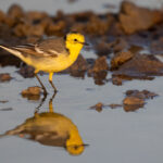 A male Citrine Wagtail with reflexion in the wetlands oft he Little Rann of Kutch (image by Bernd Rohrschneider)
