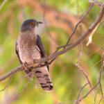 The Common Hawk-cuckoo at Tadoba, photographed in the breakfast break (image by Bernd Rohrschneider)
