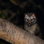 Common Palm Civet climbing on a tree at night in the grounds of the Chambal Safari Lodge (image by Bernd Rohrschneider)