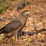 A Crested Serpent Eagle at Tadoba (image by Bernd Rohrschneider)