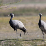 Demoiselle cranes at the Little Rann of Kutch (image by Bernd Rohrschneider)