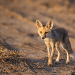 The Desert Red Fox is one oft he two fox species at the Little Rann of Kutch (image by Bernd Rohrschneider)