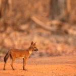 The Dhole, or Asiatic Wild Dog, is even rarer than a Tiger. Tadoba is one of the few last places you can have good encounters with them (image by Bernd Rohrschneider)