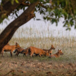 A pack of Asiatic Wild Dogs or Dholes drinking at Tadoba lake in the evening (image by Bernd Rohrschneider)