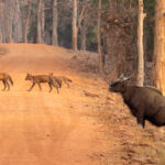 A group of Dholes, or Indian Wild Dogs, avoid a Gaur while crossing a road in Tadoba (image by Bernd Rohrschneider)