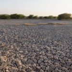 The dry, cracked earth in the desert at the Little Rann of Kutch (image by Bernd Rohrschneider)