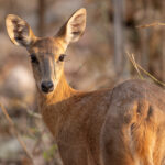An unusually close encounter with the normally shy Four-horned Antelope or Chousingha, here the hornless female (image by Bernd Rohrschneider)