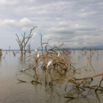 A serene image at Lake Chamo, where Cattle Egrets perch delicately on branches protruding from the water (image by Ingrid Koedood)