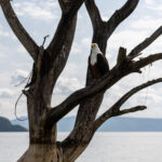 An African Fish Eagle perches on a branch in Lake Chamo as we pass by in our boat (image by Ingrid Koedood)