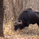 A male Gaur can weigh up to 1500 kg (image by Bernd Rohrschneider)