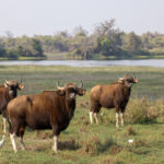 The Gaur is the biggest wild bovine in the world (image by Bernd Rohrschneider)