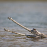 There are only a few hundred gharials left in the world, the Chambal river is one of the best places to see them (image by Bernd Rohrschneider)