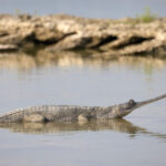 The critically endangered Gharial has a strange-looking long narrow snout, Chambal river (image by Bernd Rohrschneider)