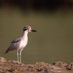 Great Stone-curlews have large eyes as they are mainly nocturnal, Chambal river (image by Bernd Rohrschneider)