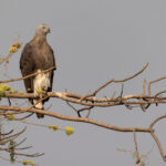 The Grey-headed Fish Eagle can be seen regularly at Tadoba (image by Bernd Rohrschneider)